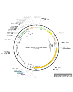 pAAVS1-NDi-TRE3G-PIK3CA(human)