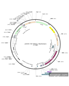 pAAVS1-NDi-TRE3G-c-Myc(human)