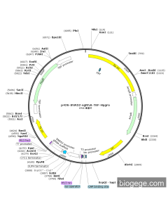 p426-SNR52-sgRNA-TEF-Hygro