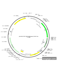 pEnCMV-EGFP-MIR198(human)-SV40-Neo