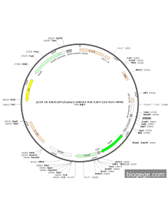 pLVX-U6-RAD51AP1(human)-shRNA2-PGK-EGFP-E2A-Puro-WPRE