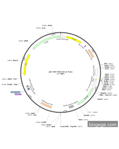 pB-CMV-MCS-EF1a-Puro