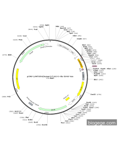 pCMV-LAMTOR4(human)-FLAG-6×His-SV40-Neo