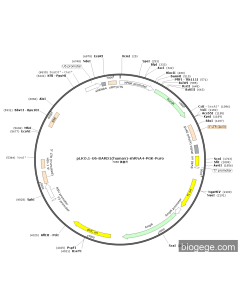 pLKO.1-U6-BARD1(human)-shRNA4-PGK-Puro