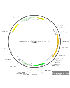 PiggyBac-CMV-GIPR(human)-EF1a-CopGFP-T2A-Puro
