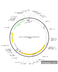 pGL4.11-SNAI2(human)-Promoter-Fluc