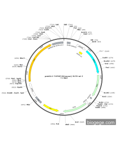 pmirGLO-TNFRSF1B(mouse)-3UTR-wt-2