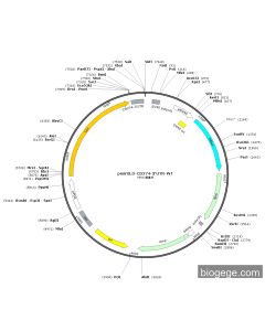 pmirGLO-CD274-3'UTR-WT