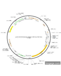 pLVX-U6-BZW1(human)-shRNA1-CMV-Fluc-PGK-Puro