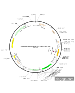 pCDH-CMV-MIR495(human)-EF1-CopGFP-T2A-Puro