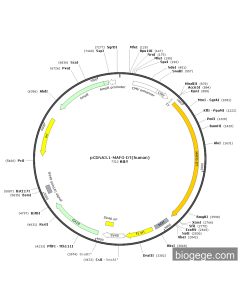 pCDNA3.1-MAFG-DT(human)