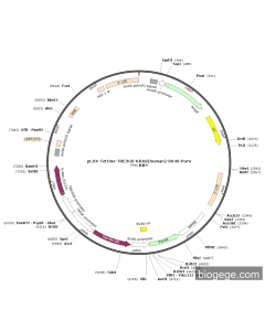 pLVX-TetOne-TRE3GS-KRAS(human)-SV40-Puro