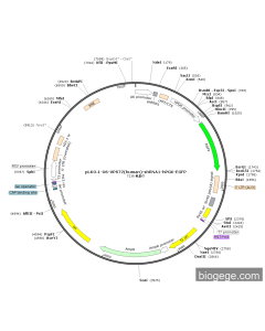 pLKO.1-U6-VPS72(human)-shRNA1-hPGK-EGFP