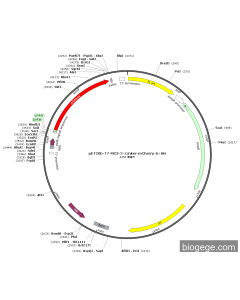 pET20b-T7-MCS-2×Linker-mCherry-6×His