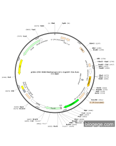 pCDH-CMV-MIR378A(human)-EF1-CopGFP-T2A-Puro
