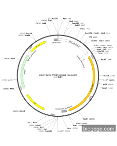 pGL3-Basic-VIM(human)-Promoter