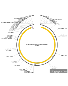 pCMV-USP26(human)-FLAG(1synonymous mutations)