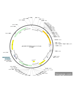 pEnCMV-FETUB(mouse)-2-3×FLAG