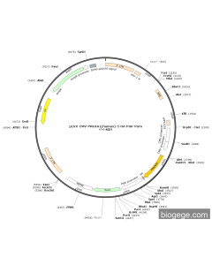 pLVX-CMV-PRKAA1(human)-5-HA-PGK-Puro