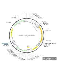 pCDNA3.1-3×FLAG-OPRK1(mouse)