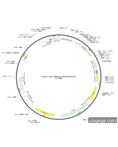 pLKO.1-Puro-MAPK3-shRNA2(human)
