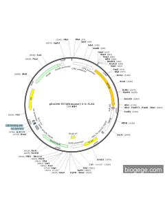 pEnCMV-FETUB(mouse)-3-3×FLAG