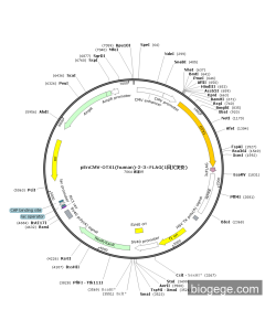 pEnCMV-OTX1(human)-2-3×FLAG(1synonymous mutations)