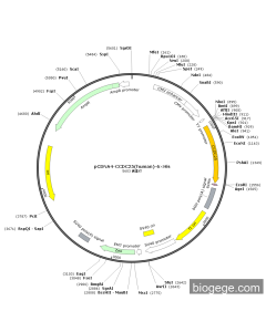 pCDNA4-CCDC25(human)-6×His