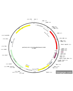 pmCherry-HA-6×His-Ubiquitin(human)-K48R
