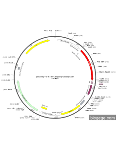 pmCherry-HA-6×His-Ubiquitin(human)-K63R