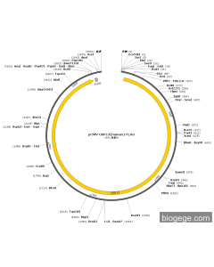 pCMV-USP13(human)-FLAG