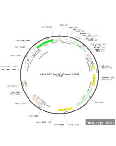 pLKO.1-EGFP-Puro-CLTA(human)-shRNA2