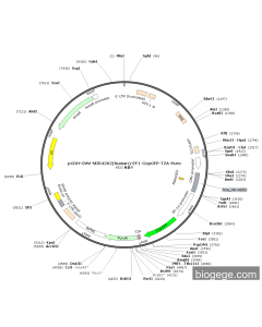 pCDH-CMV-MIR4262(human)-EF1-CopGFP-T2A-Puro