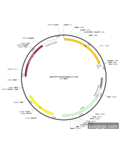 pBV220-VS1(Bacillus)-6×His