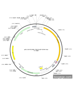 pGL4.18-P(1000-750)-luc2P-SV40-Neo