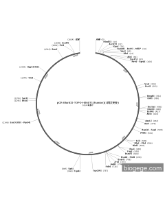 pCR-BluntII-TOPO-HS6ST1(human)(1synonymous mutations)