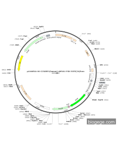pLVshRNA-U6-CCNDBP1(human)-shRNA1-PGK-EGFP(2A)Puro