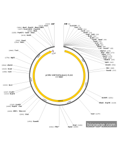 pCMV-USP53(human)-FLAG