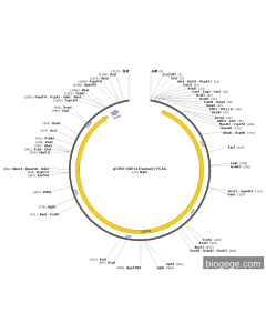 pCMV-USP41(human)-FLAG