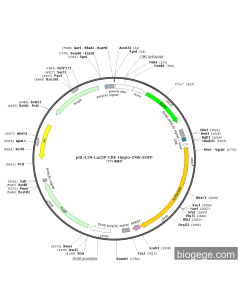 pGL4.29-CRE-Luc2P-Luc-SV40-Hygro-CMV-EGFP