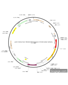 pLVX-TetOne-Puro-TRE3GS-MAPT(human)-3-P243S-Linker-mCherry