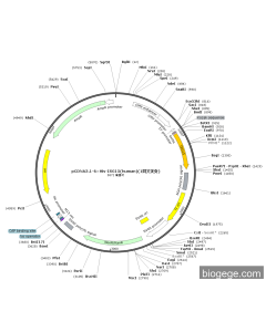 pCDNA3.1-6×His-ISG15(human)(1synonymous mutations)