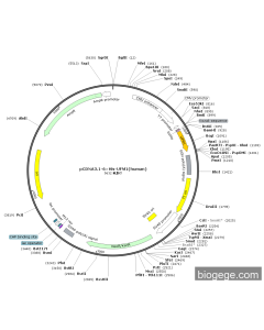 pCDNA3.1-6×His-UFM1(human)