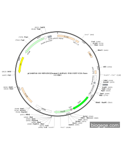 pLVshRNA-U6-MIR4262(human)-shRNA1-PGK-EGFP-E2A-Puro
