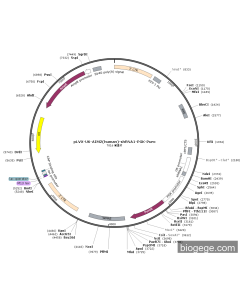 pLVX-U6-AIM2(human)-shRNA1-PGK-Puro