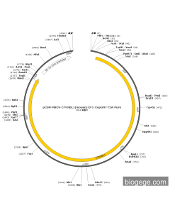pCDH-MSCV-CTNNBL1(mouse)-EF1-CopGFP-T2A-Puro