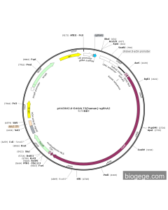 pX459V2.0-B4GALT5(human)-sgRNA2