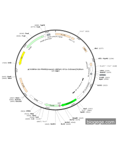 pLVshRNA-U6-PPARG(mouse)-shRNA1-EF1a-ZsGreen(2A)Puro