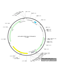 pU6-sgRNA-hPGK-Puro-SV40poly(A)