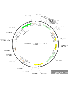 pLKO.1-EGFP-Puro-MYC(human)-shRNA1